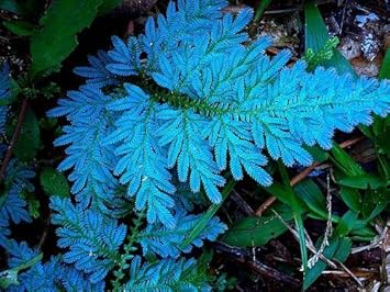 Flower Seeds, Seeds for Planting, Plant Seeds