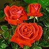 tropicana tea flower seeds