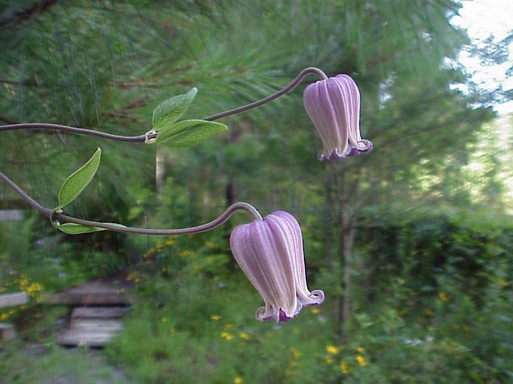 Flower Seeds, Seeds for Planting, Plant Seeds