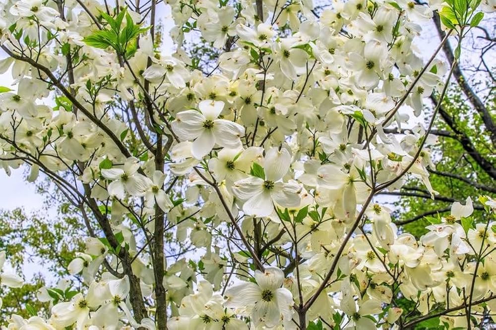 white cornus flower seeds