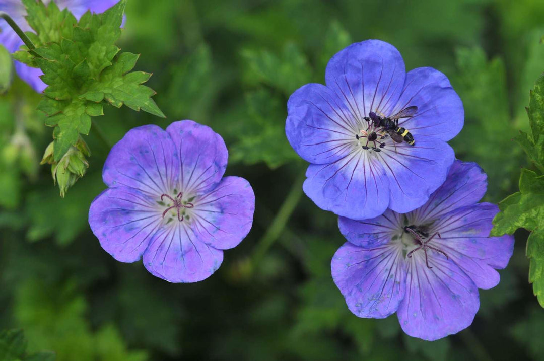 hardy geranium rozanne seeds Rozanne Geranium Flower Seeds for Garden Planting – Non-GMO Heirloom Organic Garden Seeds, High Germination