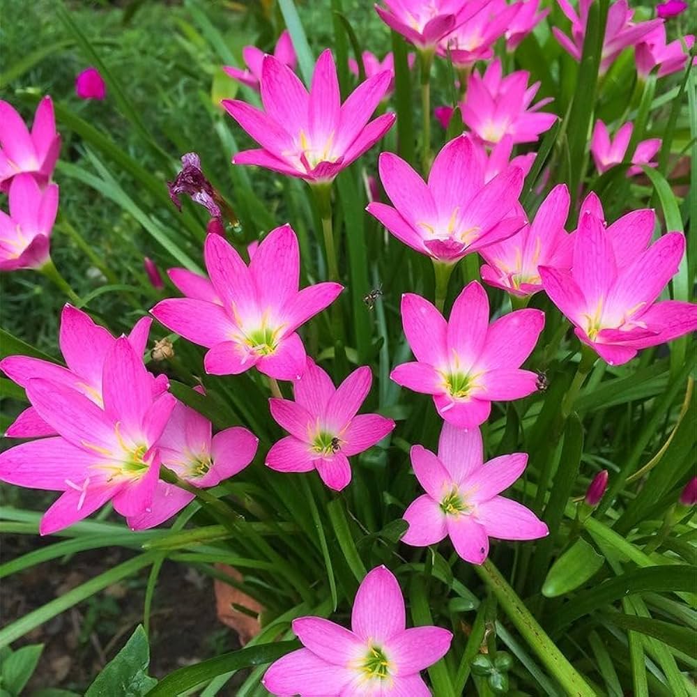 pink zephyranthes flower seeds