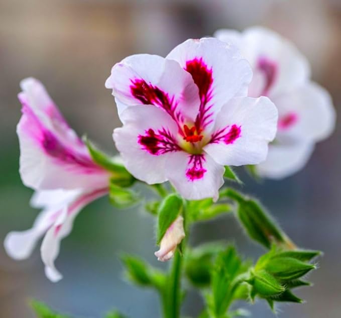 Geranium Pelargonium Flower Seeds for Planting – Heirloom, Non-GMO, High Germination Organic Garden Seeds