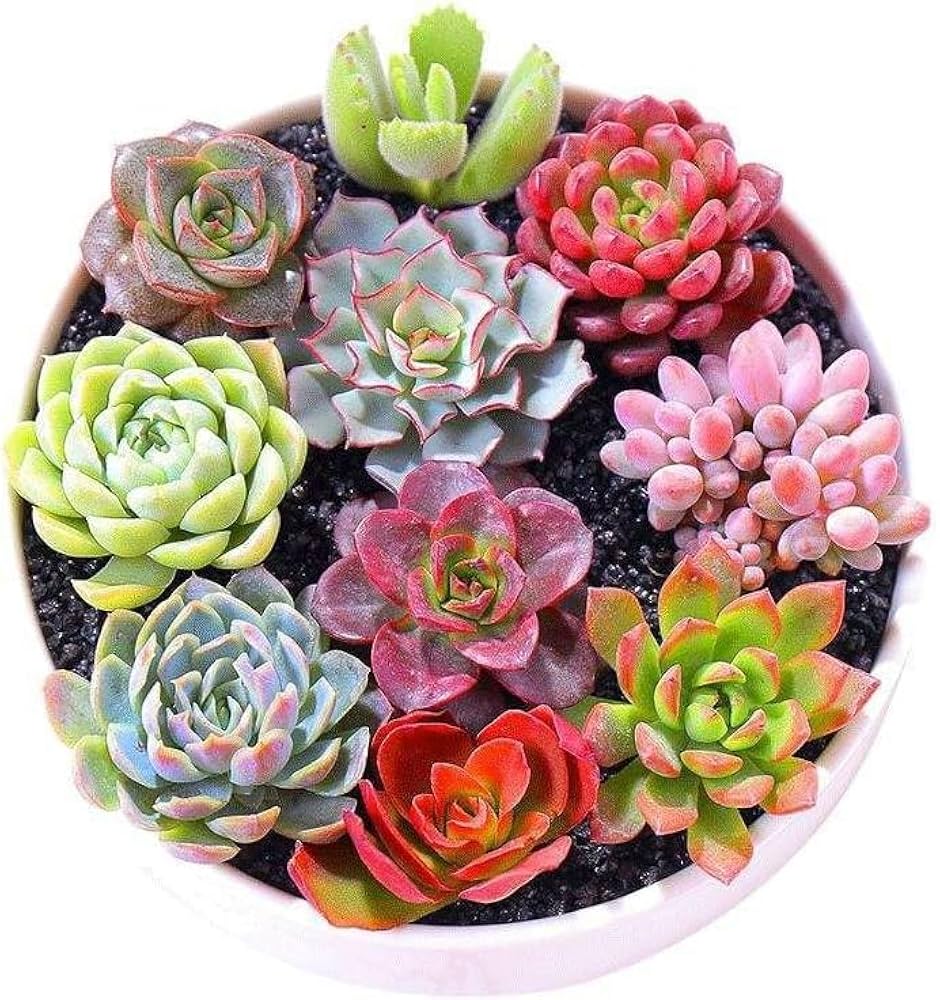 Mixed Succulent Flower Seeds – Heirloom Non-GMO Drought-Tolerant Seeds for Garden Planting