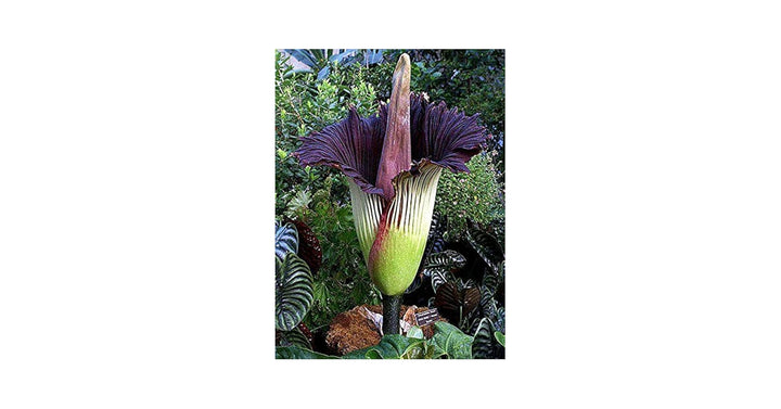 Heirloom Purple Corpse Titan Arum flower seeds – non‑GMO rare botanical seeds
