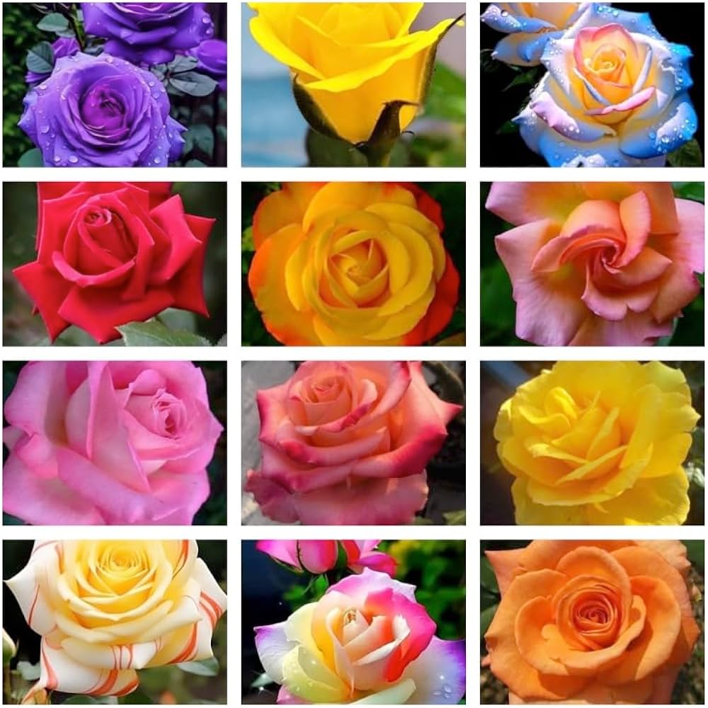 multi colored rose seeds Multi-Color Rose Flower Seeds for Planting – Heirloom Non-GMO, High Ge – Neeraseeds