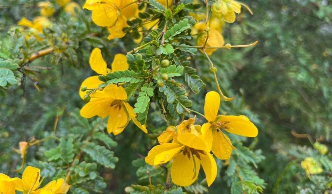cassia occidentalis flower seeds