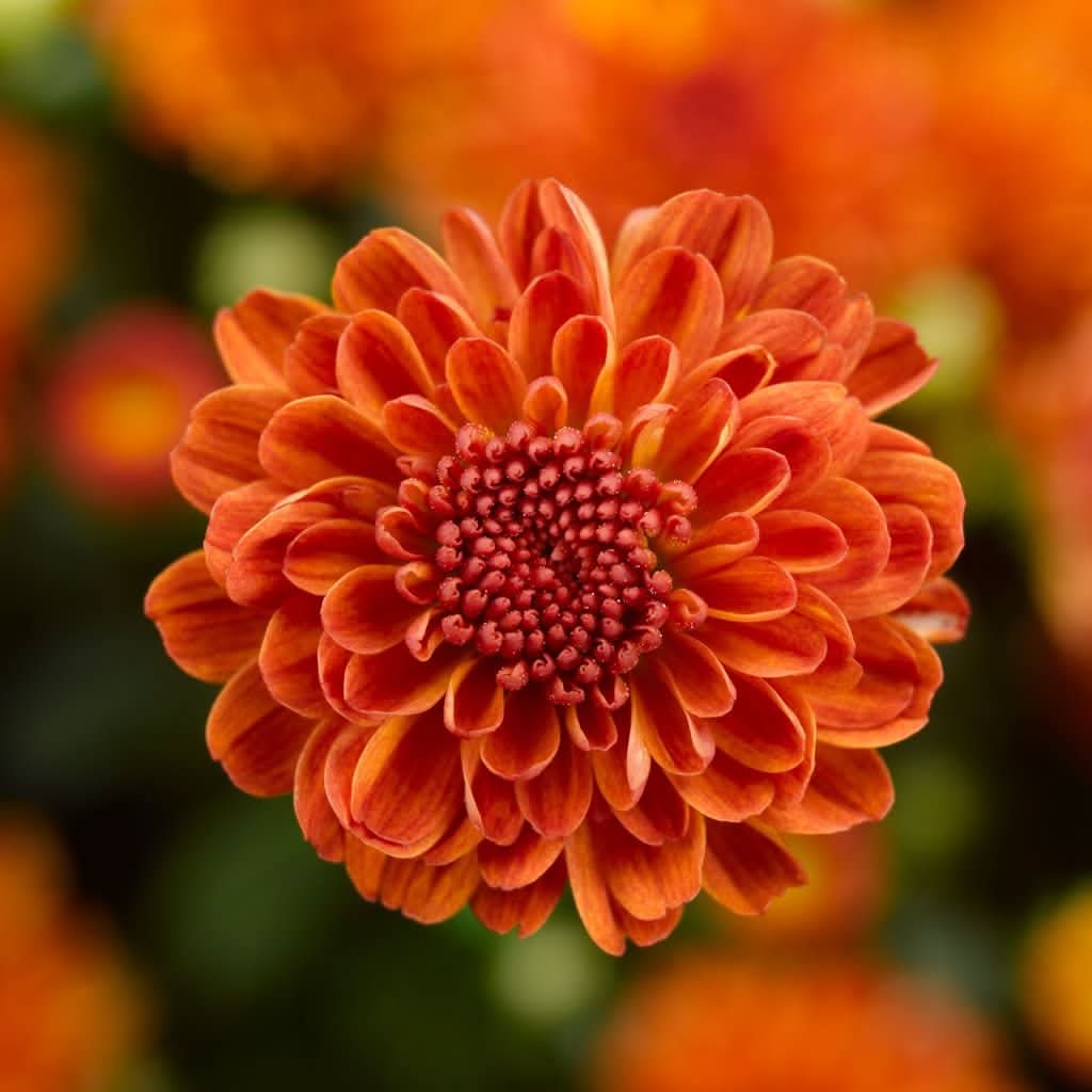 chrysanthemum chrysanthemum flower seeds