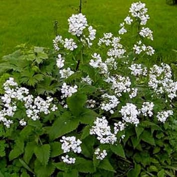 white organic flower seeds