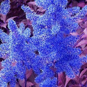 Flower Seeds, Seeds for Planting, Plant Seeds