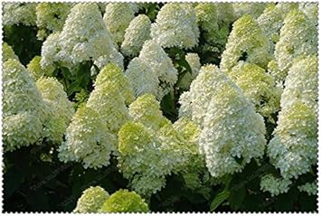 white vanilla flower seeds