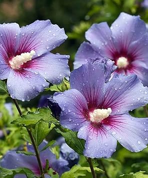 Flower Seeds, Seeds for Planting, Plant Seeds