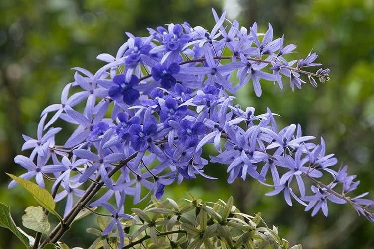 Lilla sandpapir vinstokke PETREA VOLUBILIS blomsterfrø til plantning - 100 stk.