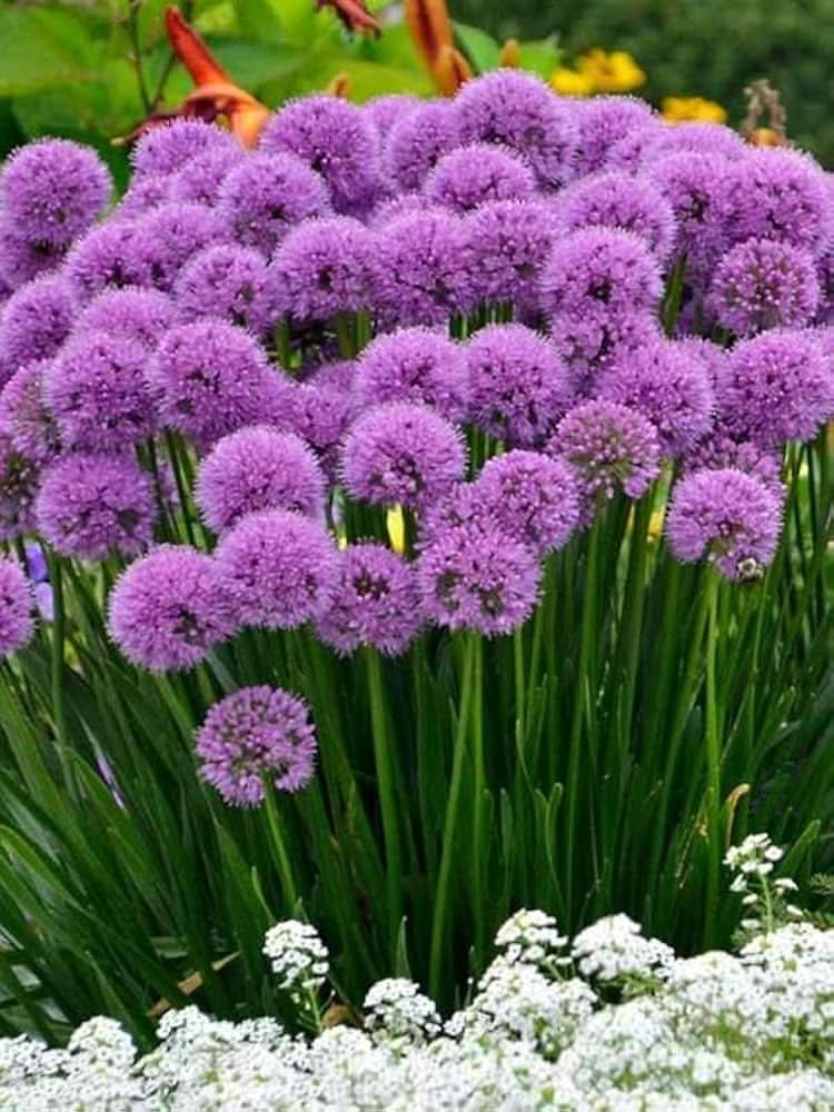 ornamental allium flower seeds