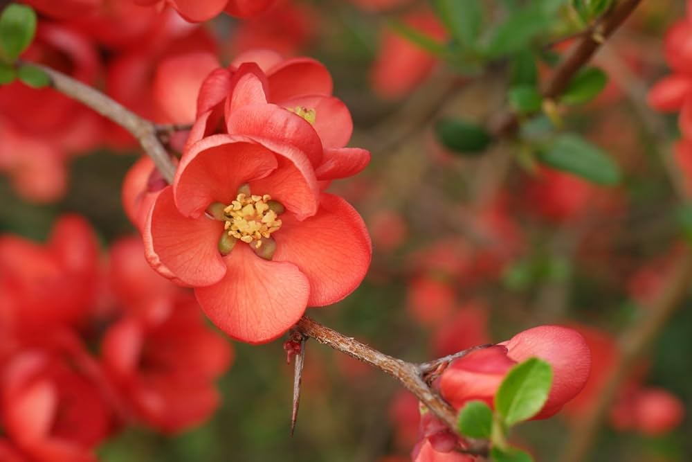 chaenomeles flower flower seeds