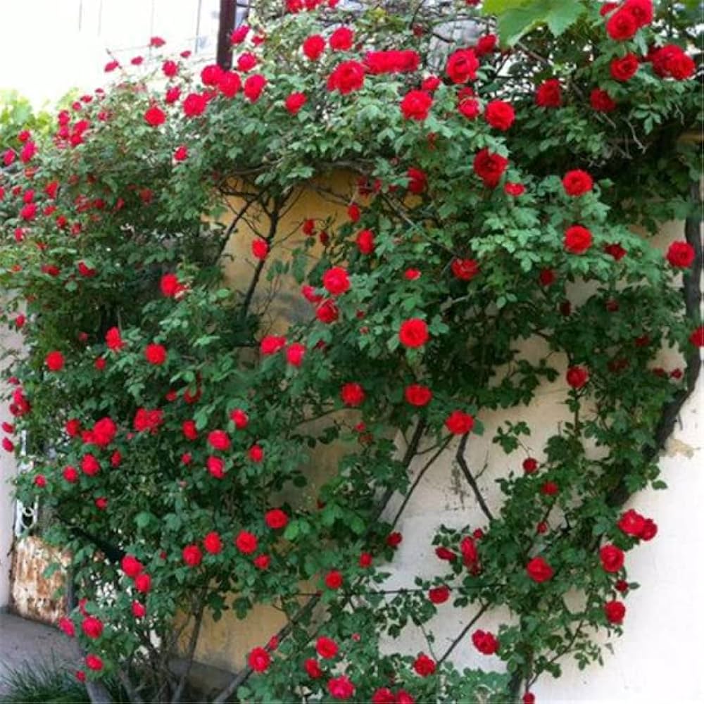 chinese climbing flower seeds