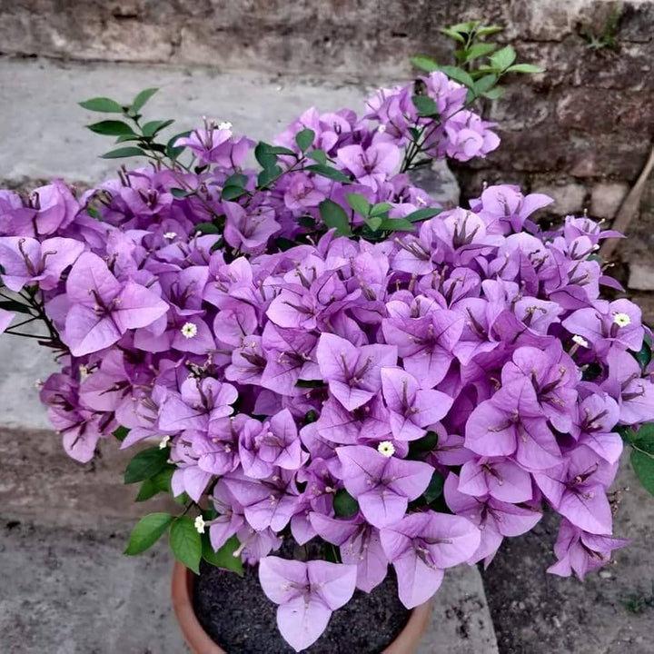 Light Purple Bougainvillea Flower Seeds for Planting - 100 pcs