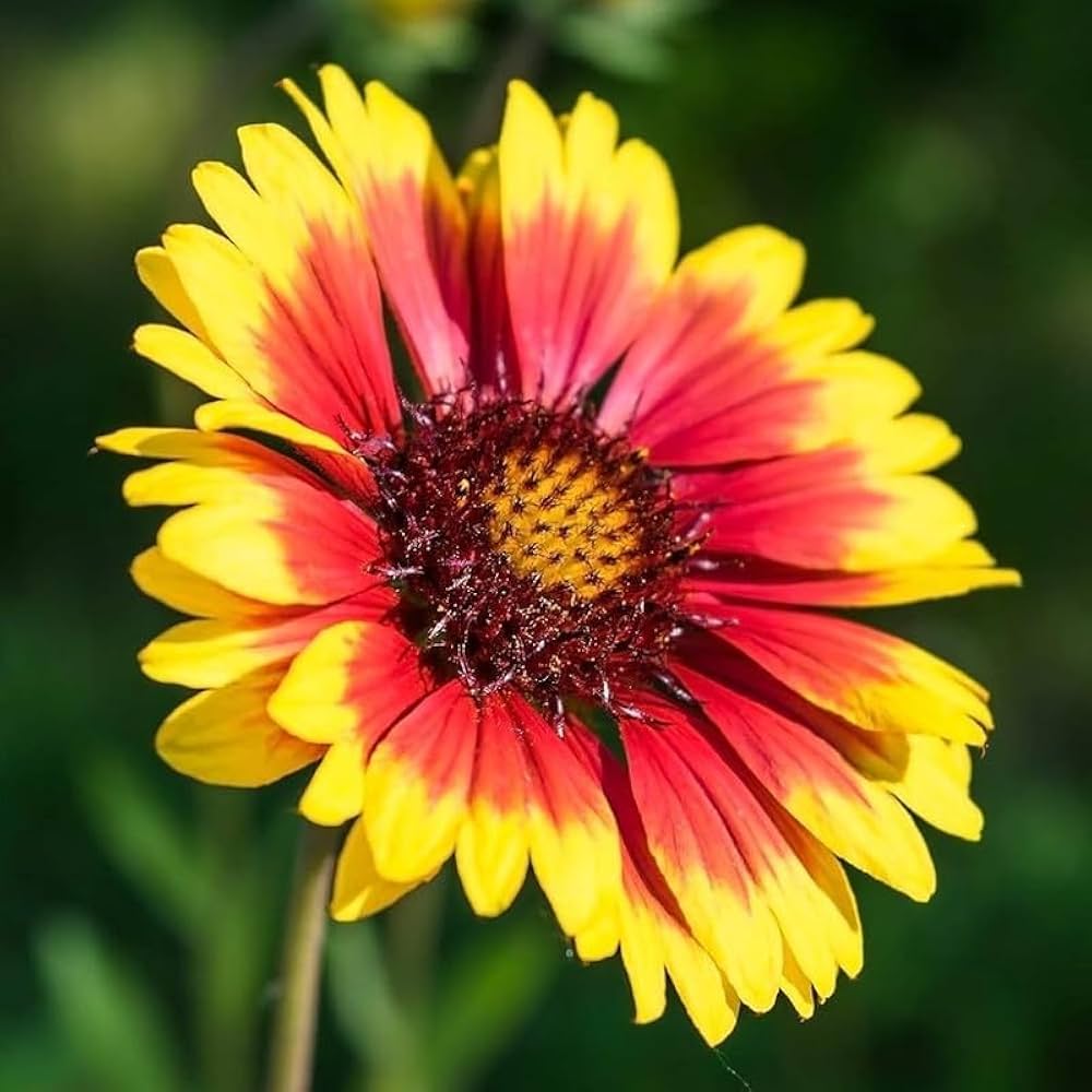 Gul Orange Aristata Blomsterfrø til udplantning, 100 stk