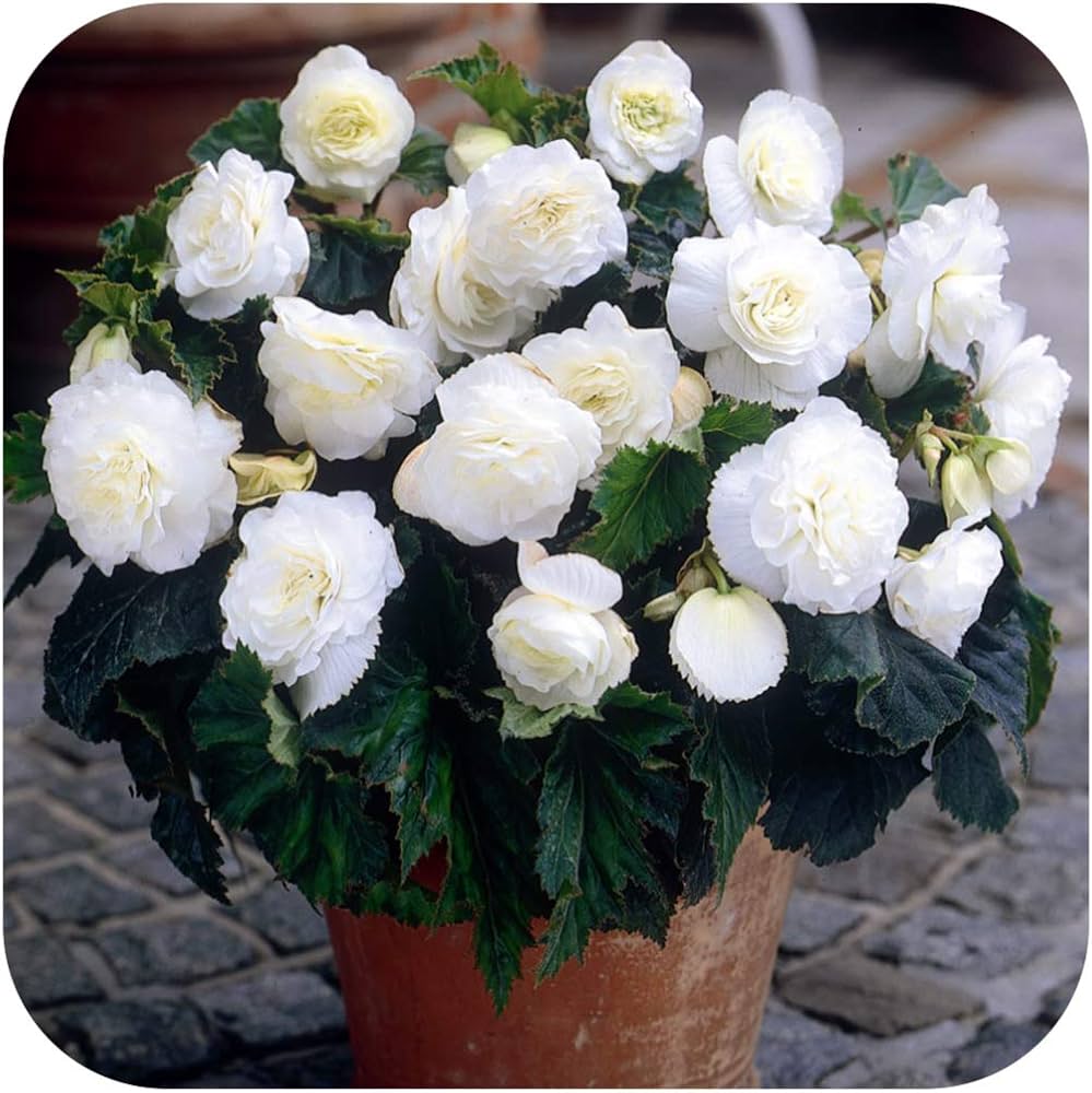 white go flower seeds