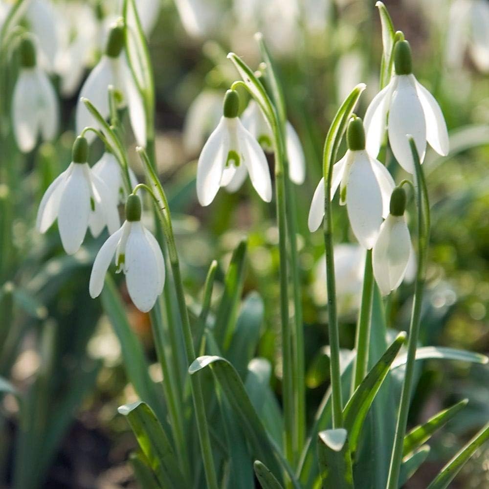 white organic flower seeds