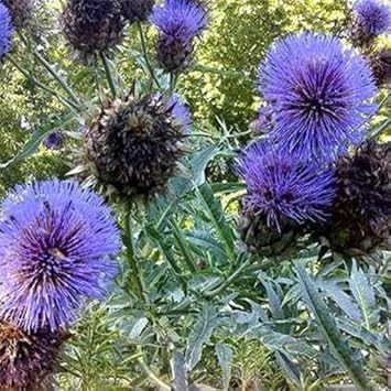 blue cardoon flower seeds
