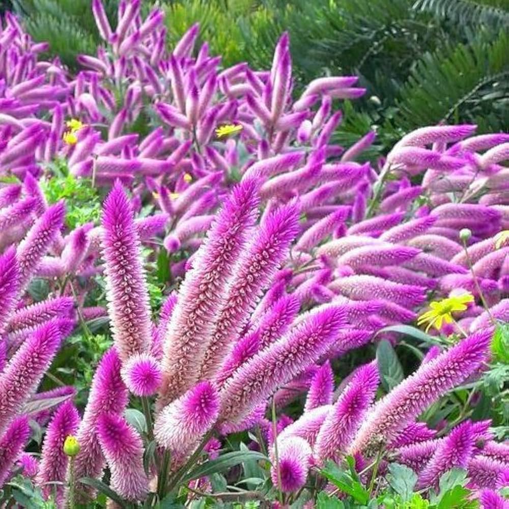 is celosia caracas an indoor or outdoor plant Organic Pink Celosia Caracas Flower Seeds for Planting – Heirloom, Non-GMO