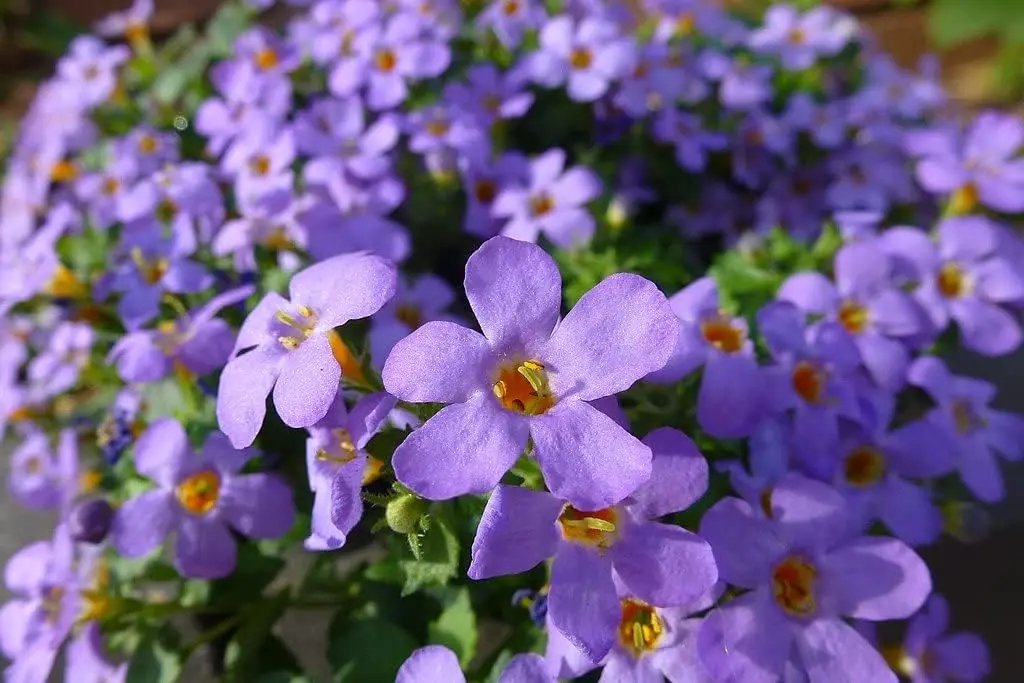 bacopa blutopia flower seeds