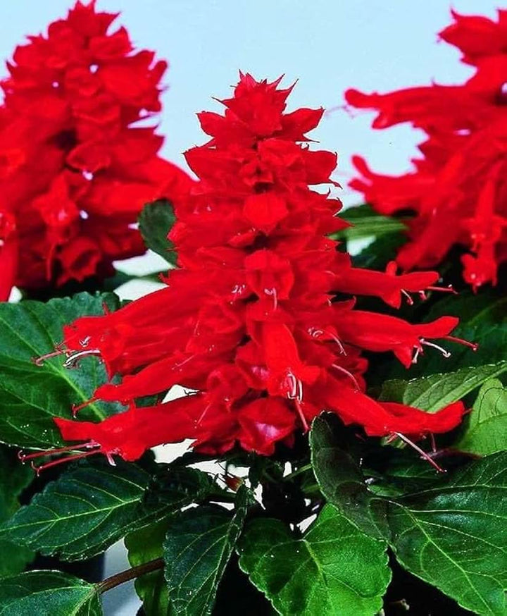 Heirloom Non Gmo Scarlet Sage Flower For Planting Bright Pollinator Friendly Garden Blooms Flower