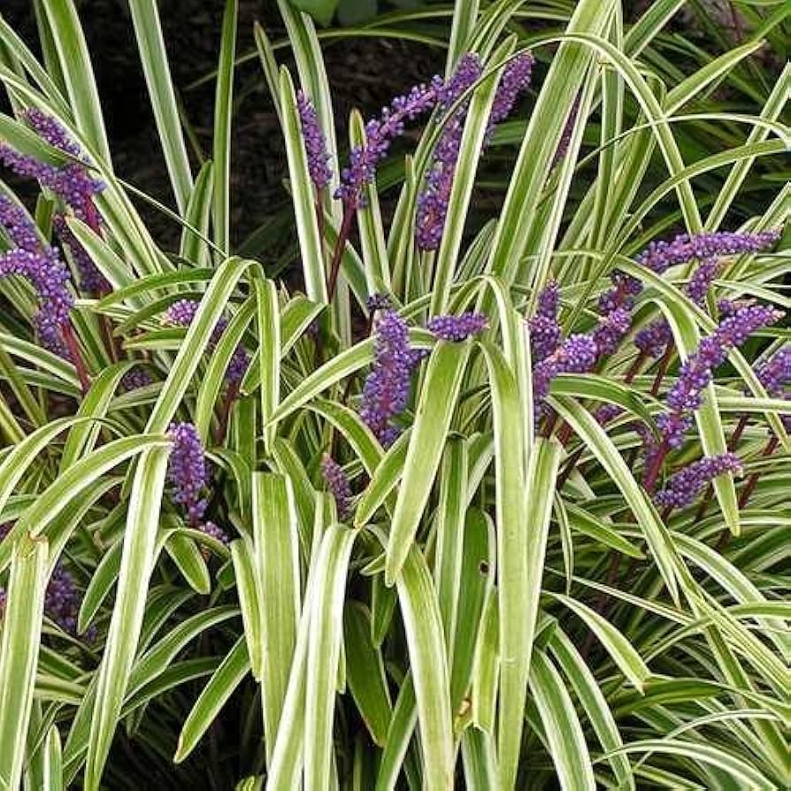Monkey Grass Seeds for Planting – Low Maintenance Ground Cover, Drought Tolerant, Heirloom & Non-GMO Seeds