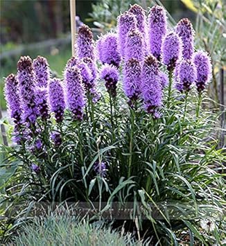 Flower Seeds, Seeds for Planting, Plant Seeds