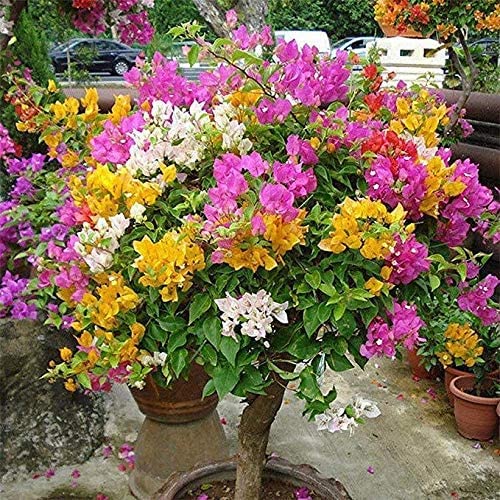 Mixed Colors Bougainvillea Flower Seeds for Planting,Perennial Heirloom Non-GMO