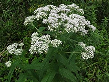 white boneset flower seeds