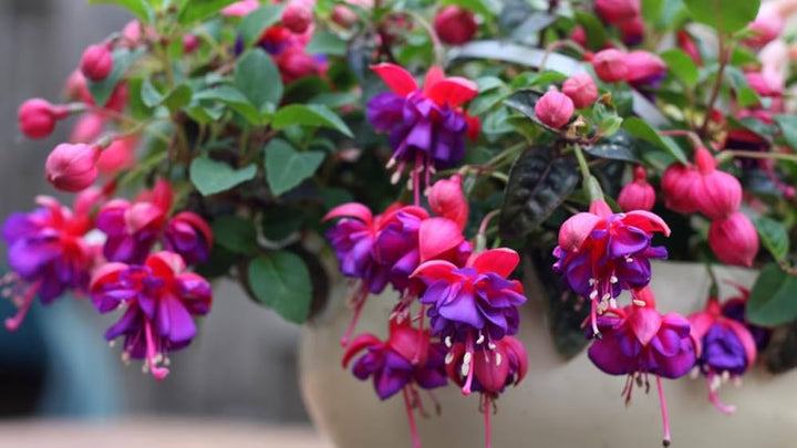 Pink Violet Fuchsia Hybrida Flower Seeds for Planting - Non GMO