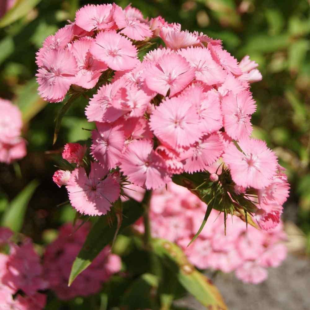 pink light flower seeds