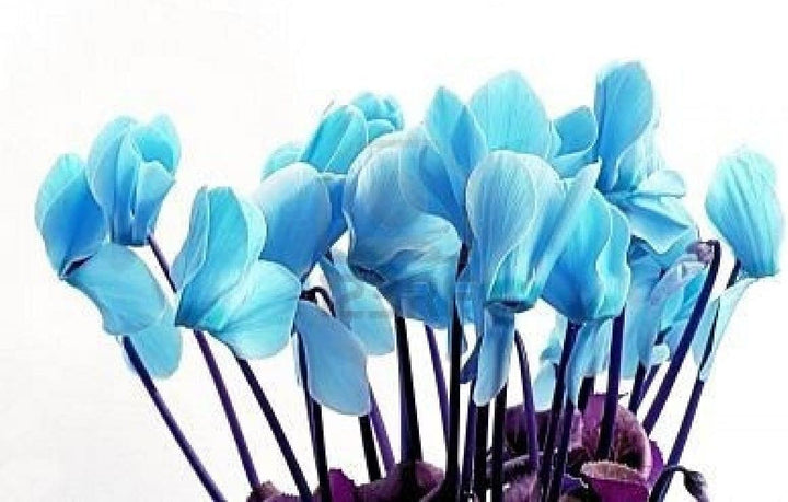 Flower Seeds, Seeds for Planting, Plant Seeds