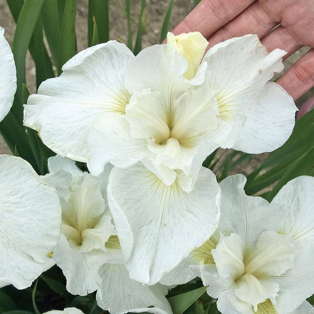 white iris flower seeds