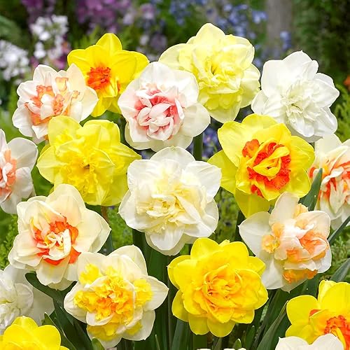 Mixed Double Petals Narcissus Daffodil Flower Seeds – Heirloom, Non-GMO, High Germination Organic Garden Seeds for Planting
