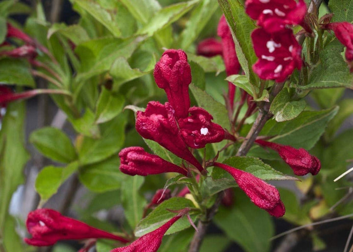 Red Weigela Flower Seeds for Planting – Heirloom, Non-GMO, High Germination Organic Garden Seeds