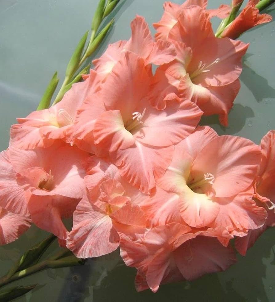 Peach Gladiolus Flower Seeds 100 pcs