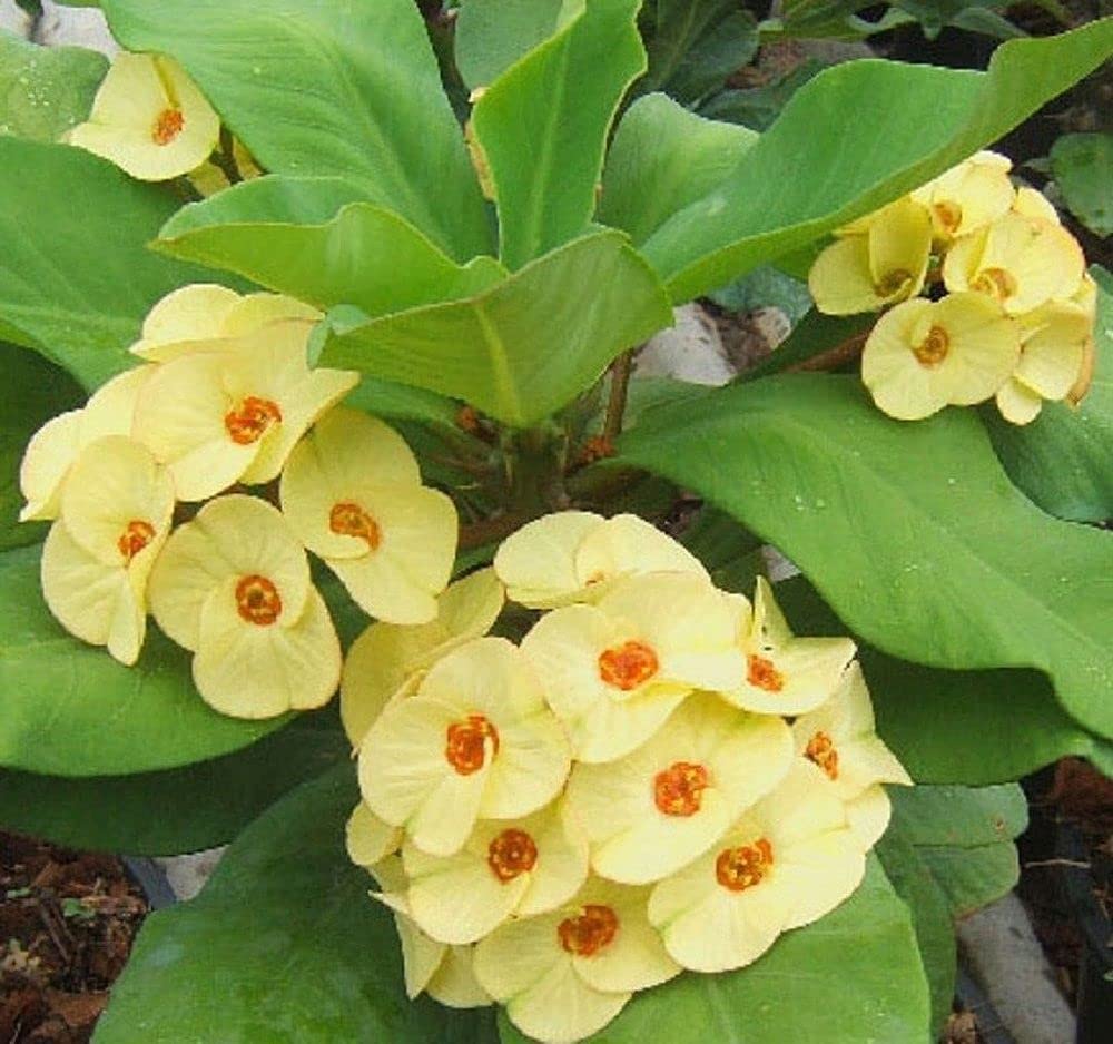 Gule Euphorbia blomsterfrø til udplantning, 100 stk