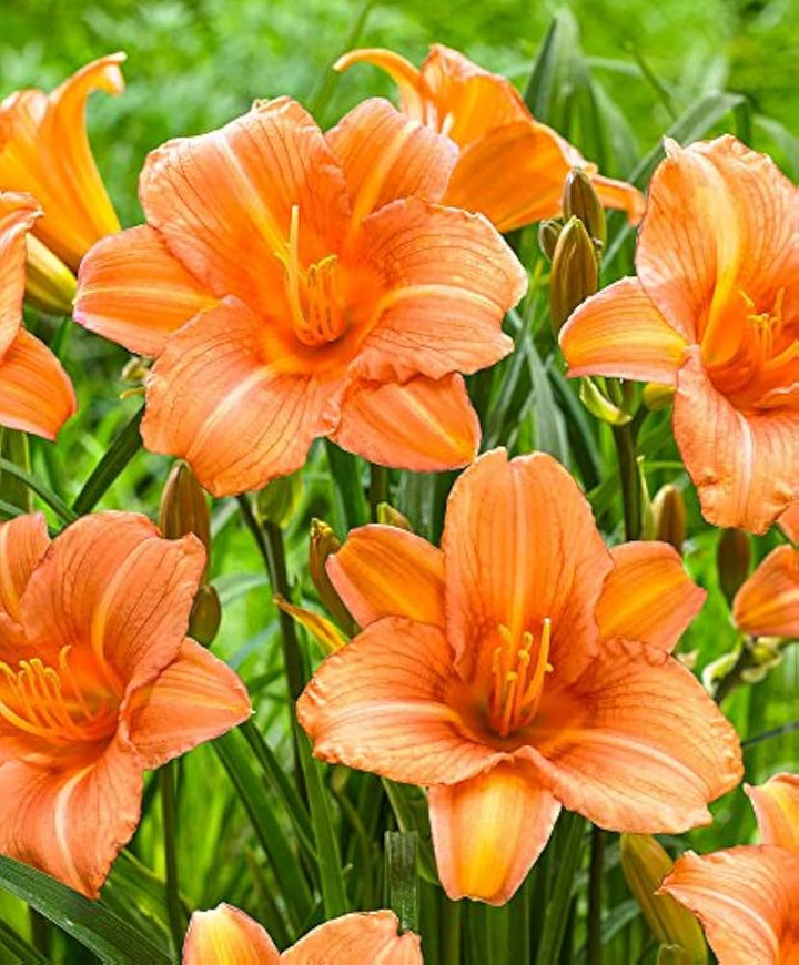 Orange Hemerocallis Flower Seeds for Garden - Heirloom, Non-GMO, High Germination Organic Seeds