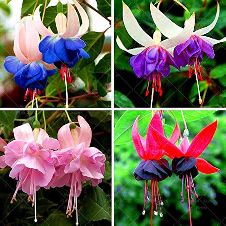 Fresh Fuchsia Flower Seeds for Planting, Mixed 100 pcs