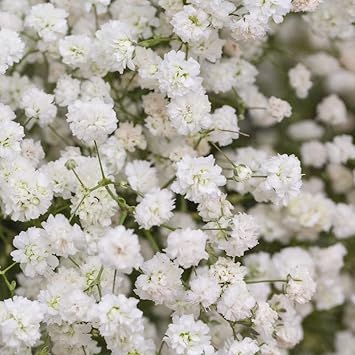 babys breath flower seeds