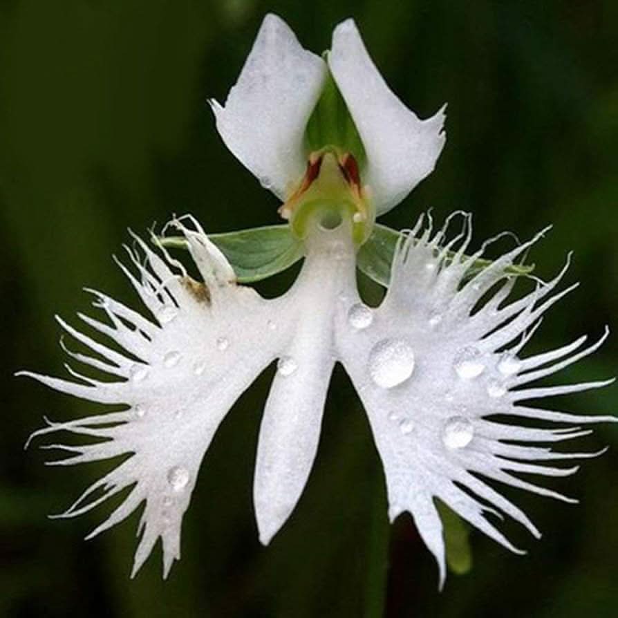 white japanese flower seeds