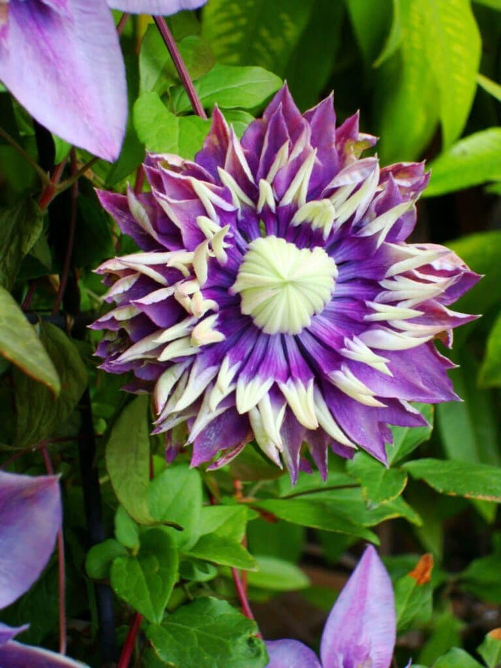 Pink Violet Clematis Blomsterfrø til udplantning 100 stk