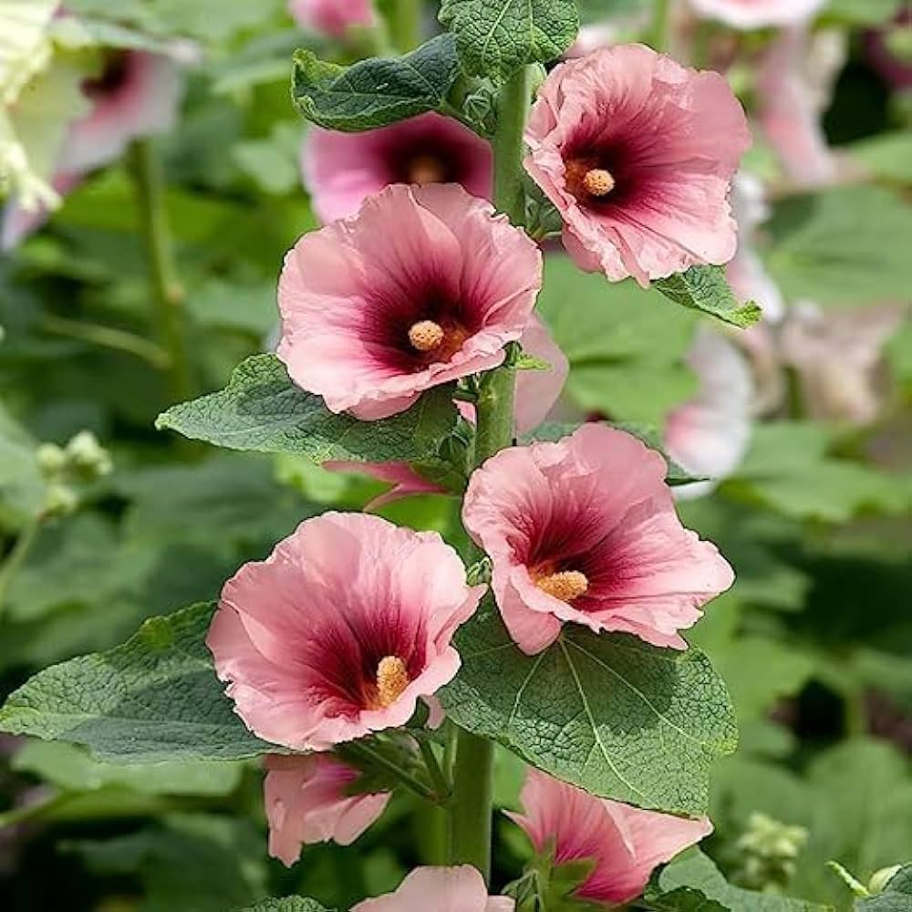 pink red flower seeds