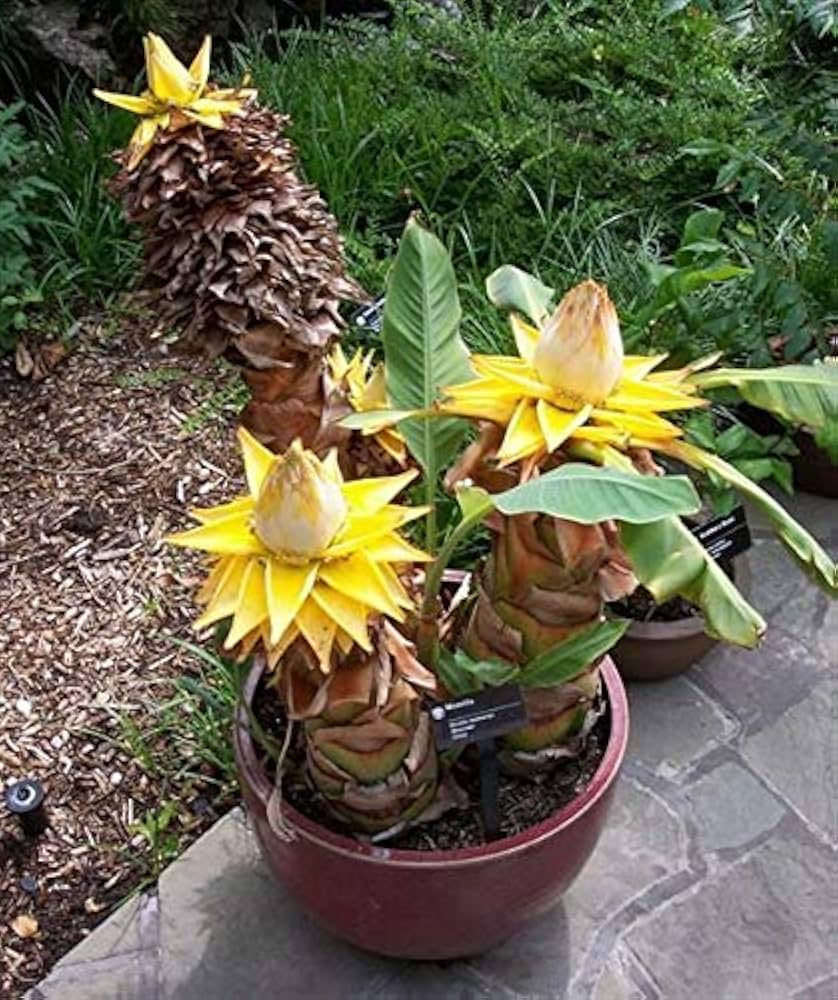 Heirloom Musella Lasiocarpa Flower Seeds for Planting – Rare Tropical Garden Plant