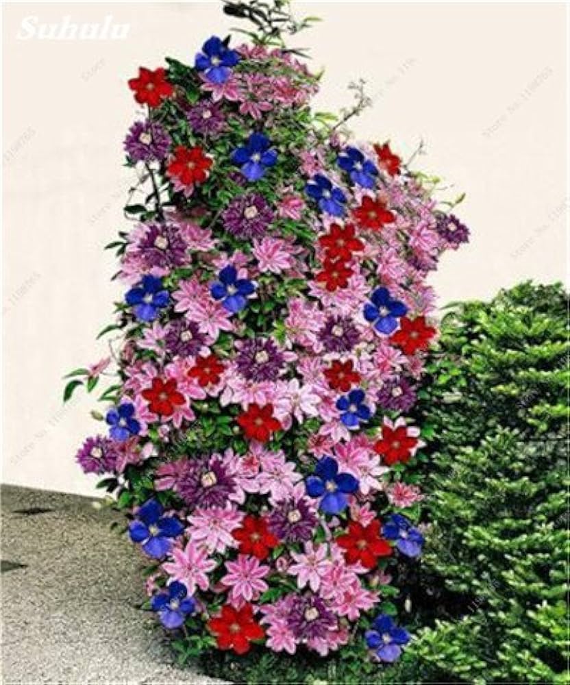 clematis mixed flower seeds