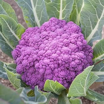 Pink Cauliflower Vegetable Seeds for Planting - 100 pcs