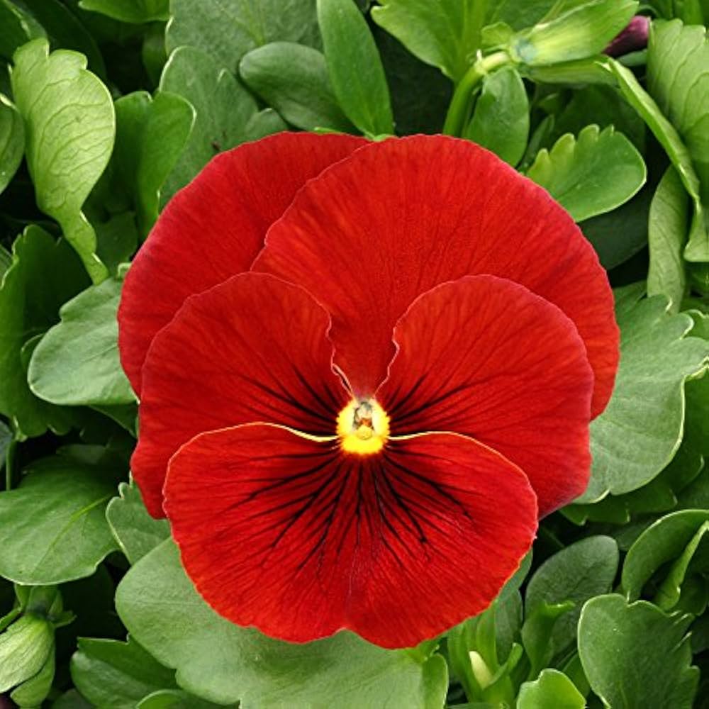 scarlet pansy flower seeds